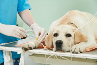terapia intensiva veterinaria