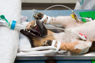 anestesia veterinaria
