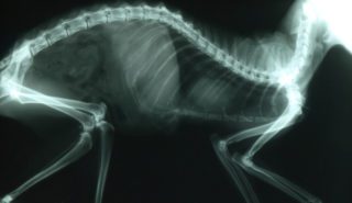 radiografia veterinaria